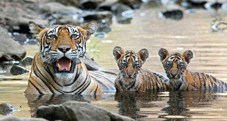 8 days Golden Triangle Tour With Ranthambore 
