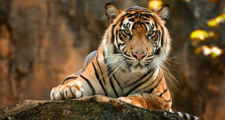 Golden Triangle Tour with Ranthambore