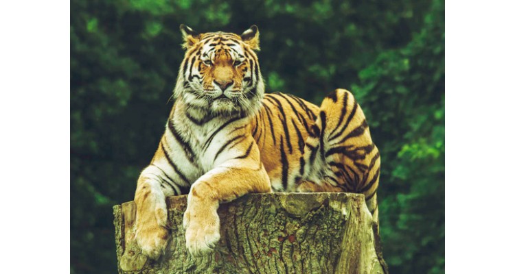 Jaipur to Ranthambore Taxi