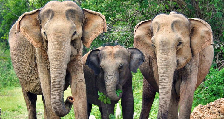 Explore Sri Lanka in 8 Days